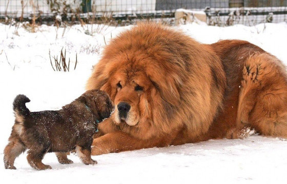 Дэлхийн хамгийн том биетэй найман нохой
