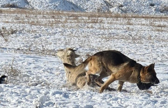 Богд ууланд гөрөөс барьж идэж байсан 32 зэрлэг нохойг устгажээ