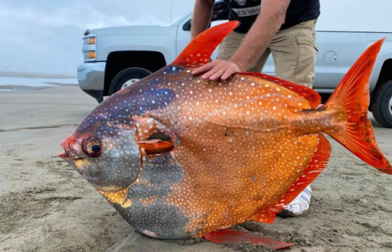 45 килограмм жинтэй нэн ховор “Сарны загас”-ыг далайн эргээс олжээ