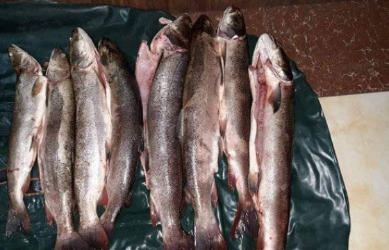 Ховд аймагт хууль бусаар загас тээвэрлэсэн хэргийг илрүүлжээ