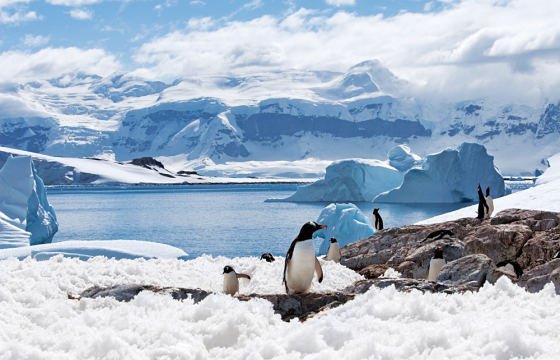 Антарктид тивд сарын 1600 ам.долларын цалинтай оцон шувуу тоолох нээлттэй ажлын байр зарлажээ