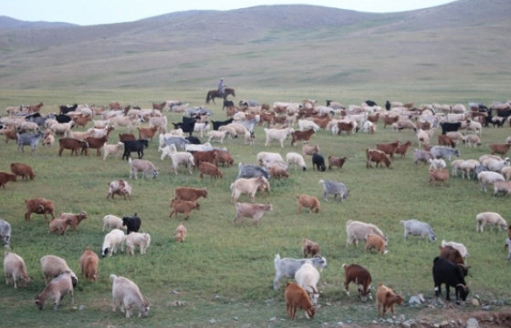 Монголын талд 91 сая толгой мал бэлчиж байна