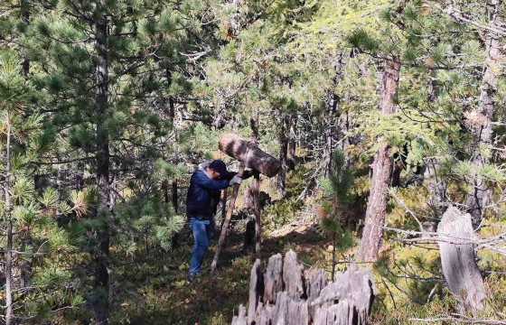 Нийслэлийн ногоон бүсэд хууль бусаар самар түүхгүй байхыг анхааруулж байна 