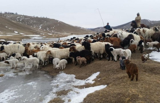 Мал аж ахуйн хууль хоорондын давхардал, зөрчлийг арилгах хуулийн төслийг УИХ-д өргөн мэдүүлнэ
