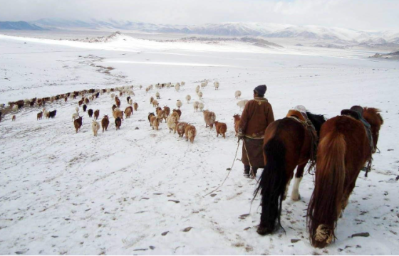 ТЭД БИДНИЙ ТУХАЙ: Монголын малчид өвс, тэжээл, юу ч үгүй зудын аюултай нүүр тулах нь