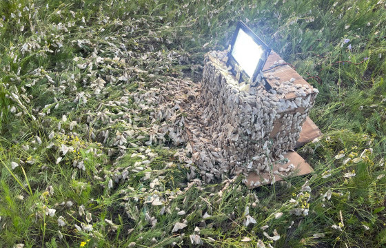 Улсын хэмжээнд ойн хөнөөлт шавжтай тэмцэх ажлыг 500 гаруй хүний бүрэлдэхүүнтэй зохион байгуулж байна