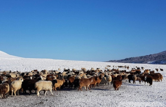 Мал хулгайлах гэмт хэрэг өмнөх оноос 19.4 хувиар өсжээ