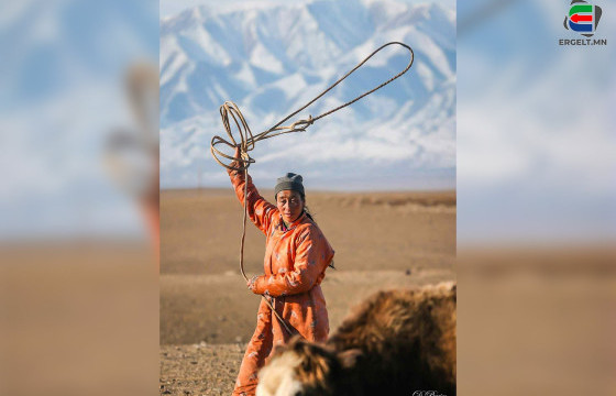 УВС АЙМГИЙН ТАРИАЛАН СУМЫН МАЛЧИН Т.ШИЖИРМАА:20 НАСТАЙДАА АДУУ, САРЛАГ БУГУЙЛДАХЫГ ААВААСАА СУРСАН 