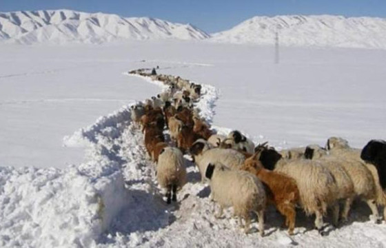 Баян-Өлгий, Увс, Ховдын ихэнх нутгаар зудын эрсдэл үүсэх төлөвтэй байна