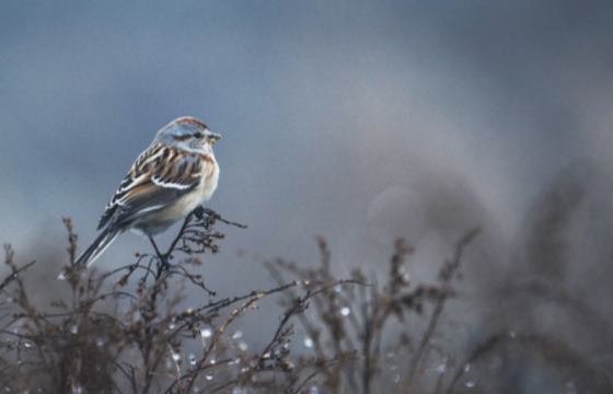 Энэ сарын 22-ныг хүртэл ихэнх нутгаар цаг агаар тогтуун, хүйтний эрч өдөртөө суларна