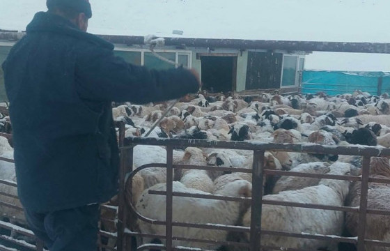 Мал, тэжээвэр амьтдын тооллого эхэллээ