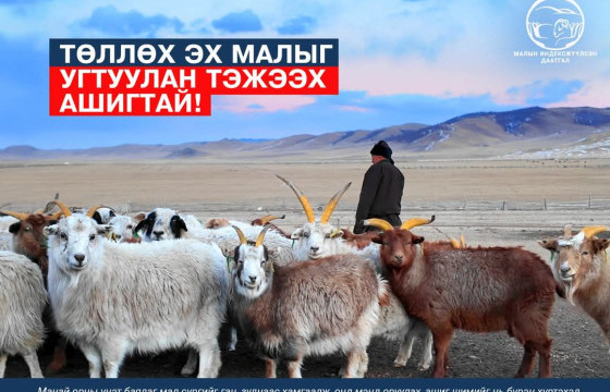 Төллөх эх малыг угтуулан тэжээх ашигтай