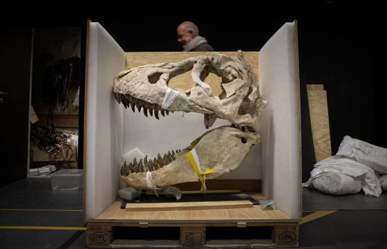 Франц Улс хулгайгаар гаргасан үлэг гүрвэлийн араг ясыг Монголд буцаан өглөө