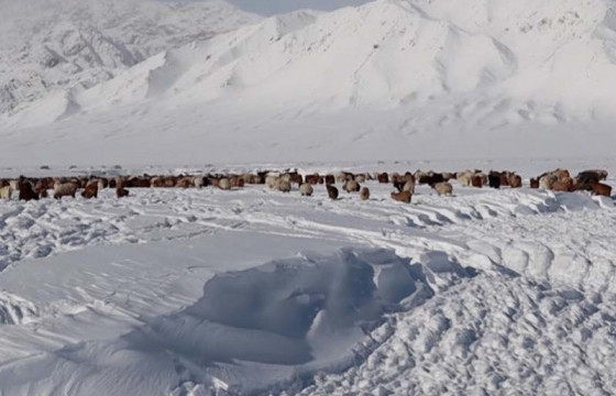 Малын өвөлжилтийн байдал есөн аймагт их хүндрэлтэй байх төлөвтэй байна