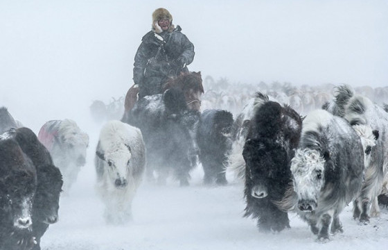 Баян-Өлгий, Ховд, Говь-Алтай зэрэг нутгаар цасаар шуурч, хүйтэрнэ