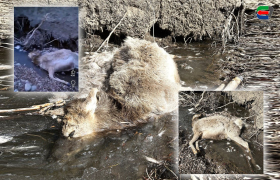 ТУУЛ ГОЛД ҮХСЭН БУГЫГ ХОРДООГҮЙ ГЭДГИЙГ УРЬДЧИЛСАН БАЙДЛААР ТОГТООЖ, ХАМРААРАА МОД ХАТГАСНЫ УЛМААС ЭРСЭДСЭН ГЭЖ ҮЗЖЭЭ