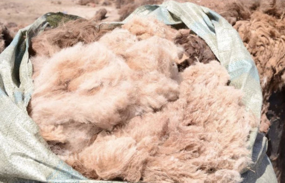         ТӨВ БОЛОН ЗҮҮН АЙМГУУДЫН НООЛУУР КИЛОГРАММ НЬ 160-200 МЯНГАН ТӨГРӨГИЙН ҮНЭТЭЙ БОЛ БАРУУН АЙМАГТ НООЛУУР АВЧ ЭХЛЭЭГҮЙ БАЙНА