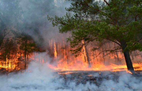 Дорнод, Хэнтий аймагт гарсан түймрийг бүрэн унтраажээ