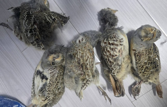 25 зүйлийн 669 амьтныг хууль бусаар агнасныг тогтоожээ