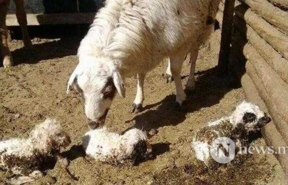 Улсын хэмжээнд мал төллөлт дундаа орж, 11.1 сая төл авч бойжуулжээ